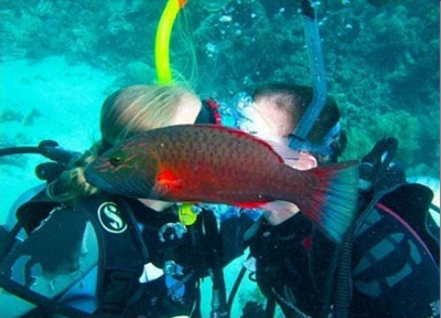 이 물고기는 솔로가 틀림없다.PNG