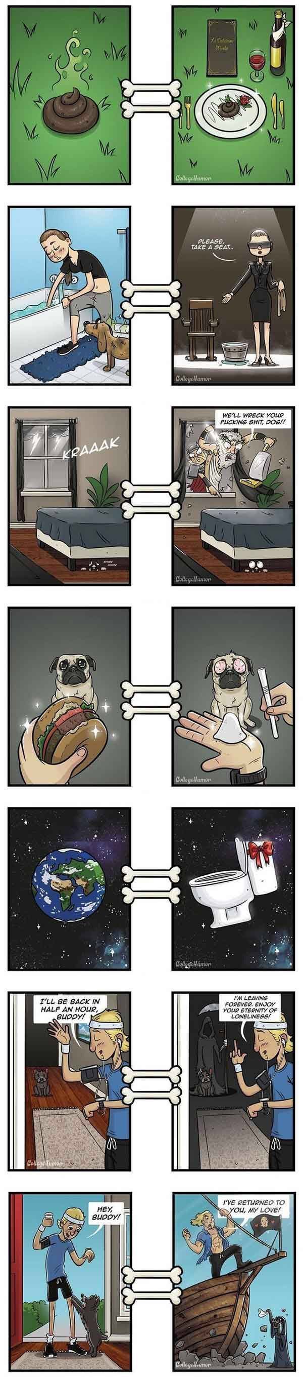 개가 보는 세상.jpg